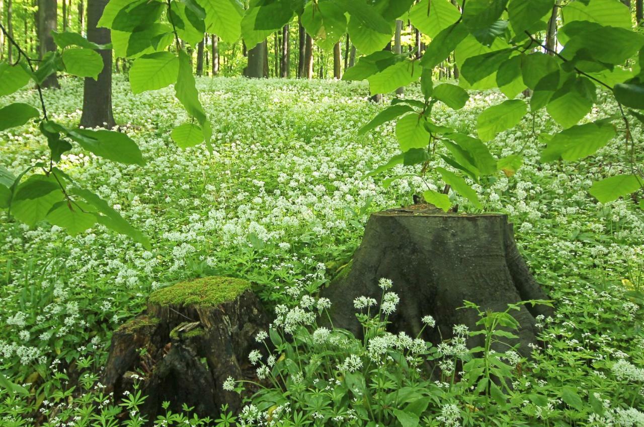 Hainich-Zeit Rodeberg المظهر الخارجي الصورة